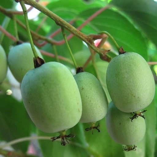 Актинидия 'Римма'