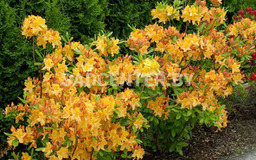 Голден Лайтс