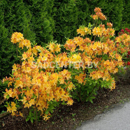 Азалия 'Голден Лайтс'