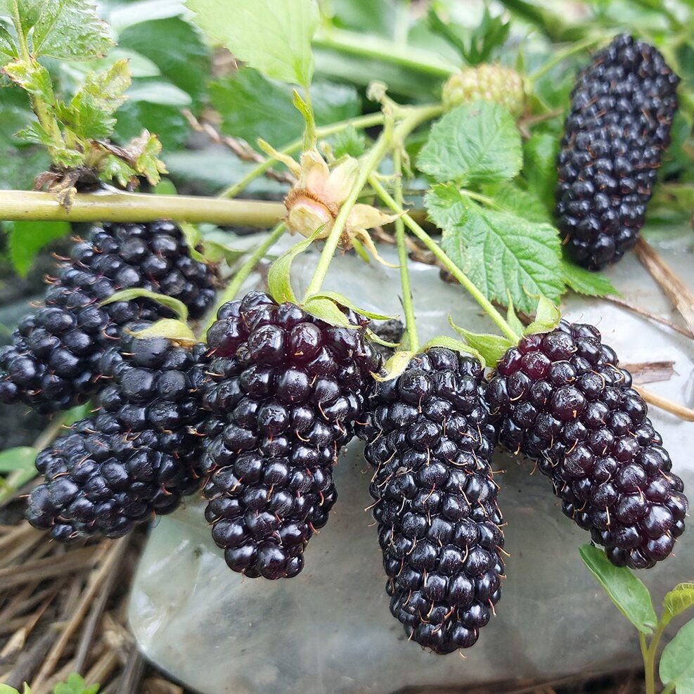 Ежевика 'Коламбия Гигант'