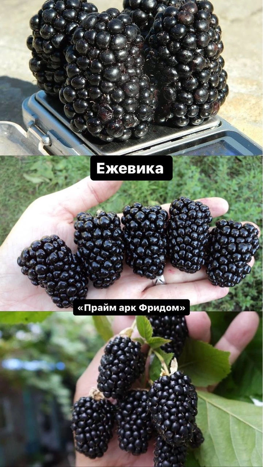 Прайм арк Фридо