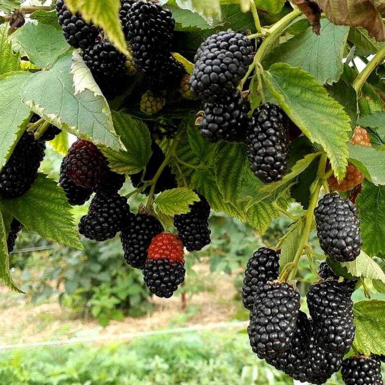 Небеса могут подождать