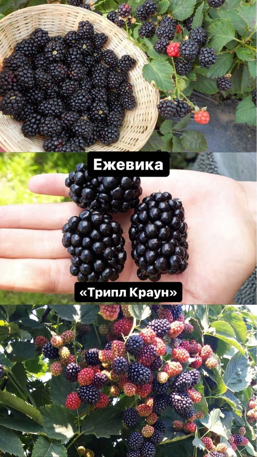 Прайм арк Фридо