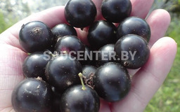 Дар Смоляниновой