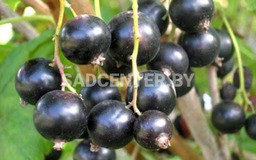 Гибрид 6-10-234