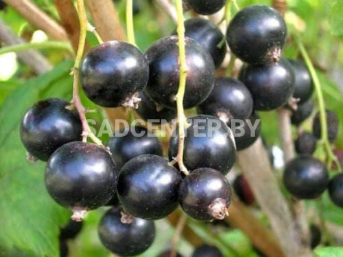 Смородина 'Гибрид 6-10-234'