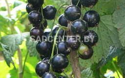 Гибрид 6-20-246