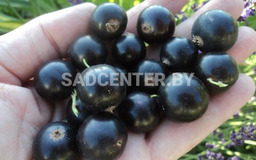 Соловьиная ночь