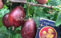 Ксения