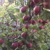 Крыжовник 'Нежный'