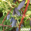 Жимолость 'Югана'