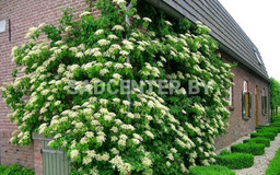 Гортензия Черешковая