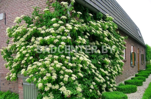 Гортензия черешковая