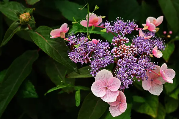  Шершавая Хот Шоколад