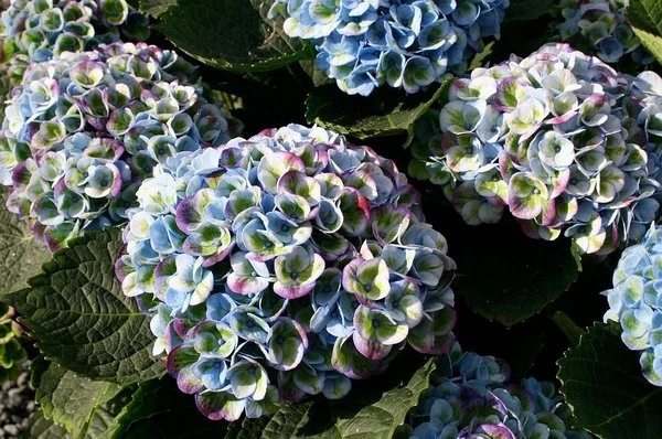  Крупнолистная Мэджикал Революшн