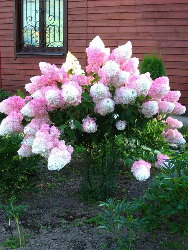  Сандей Фрейз