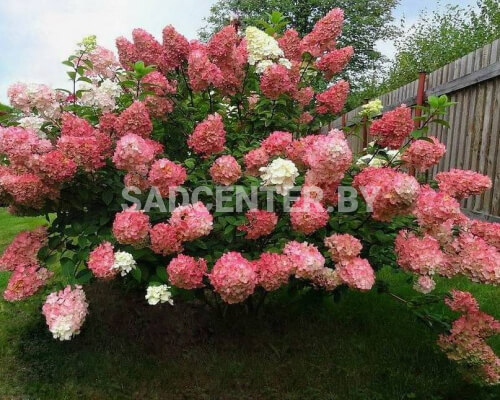 Гортензия 'Pinky Winky'