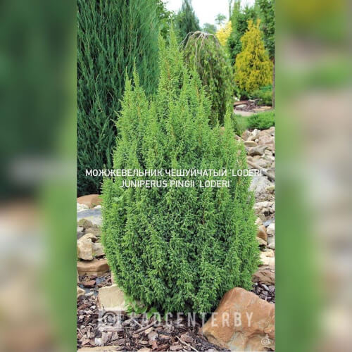 Можжевельник 'Loderi'