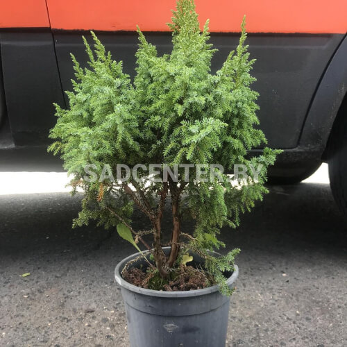 Можжевельник 'Loderi'