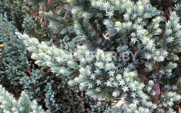 Мейери Компакта