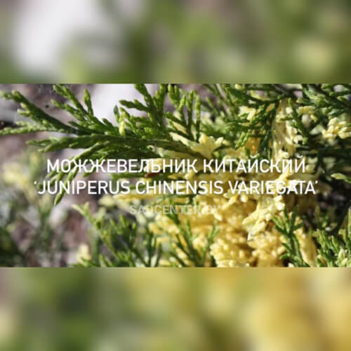 Можжевельник 'Вариегата'