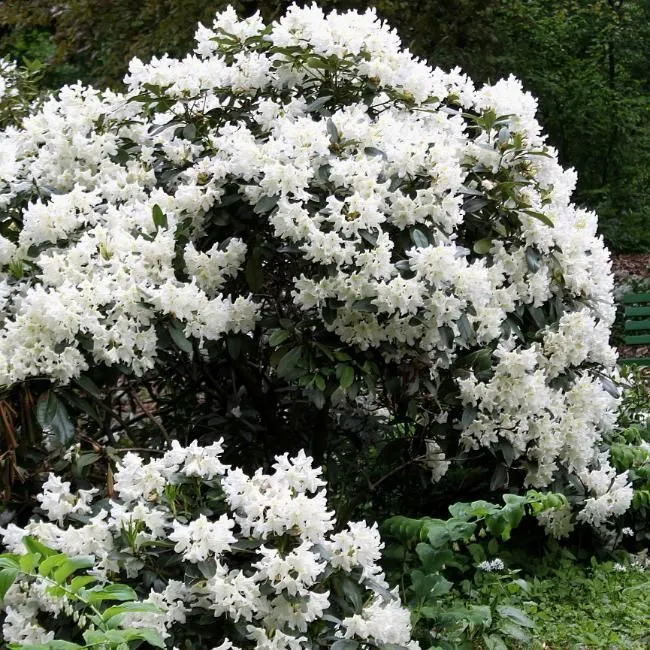 Мадам Массон