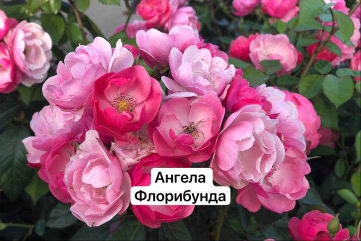 Ангела