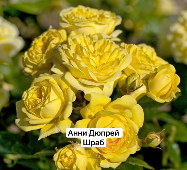 анни дюпрей