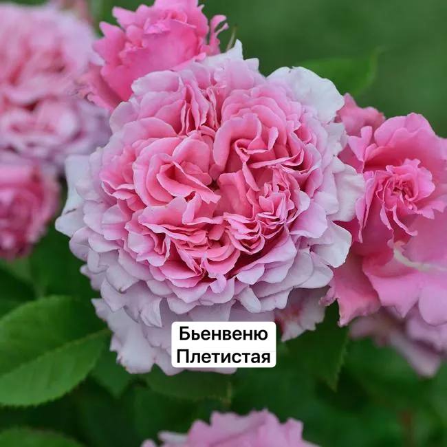 Бьенвеню