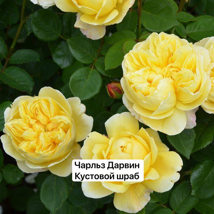 Чарльз Дарвин