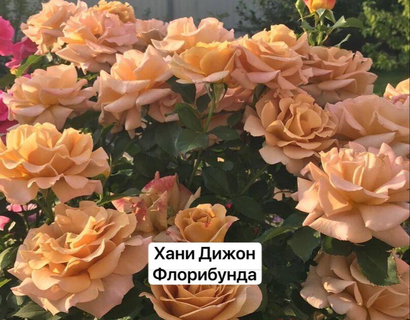 Хани Дижон