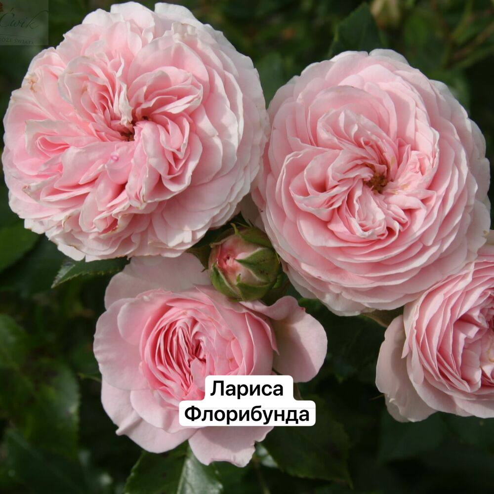 Лариса