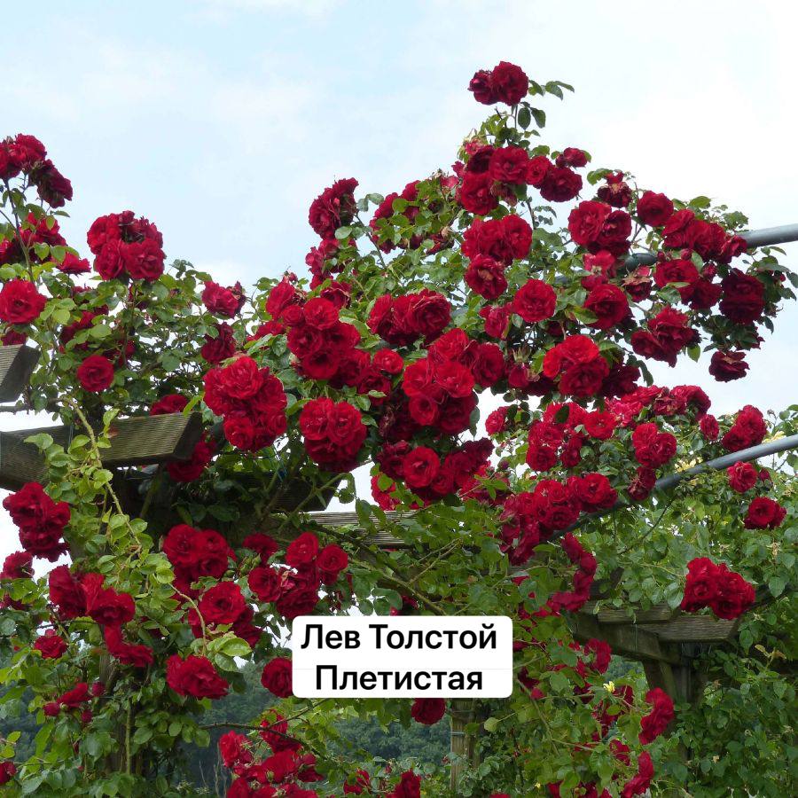 Лев Толстой