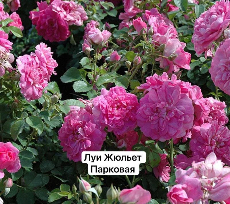 Louis Jolliet (Луи Жюльет)