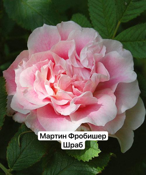 Мартин Фробишер