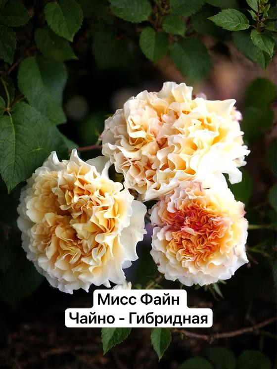 Сантана