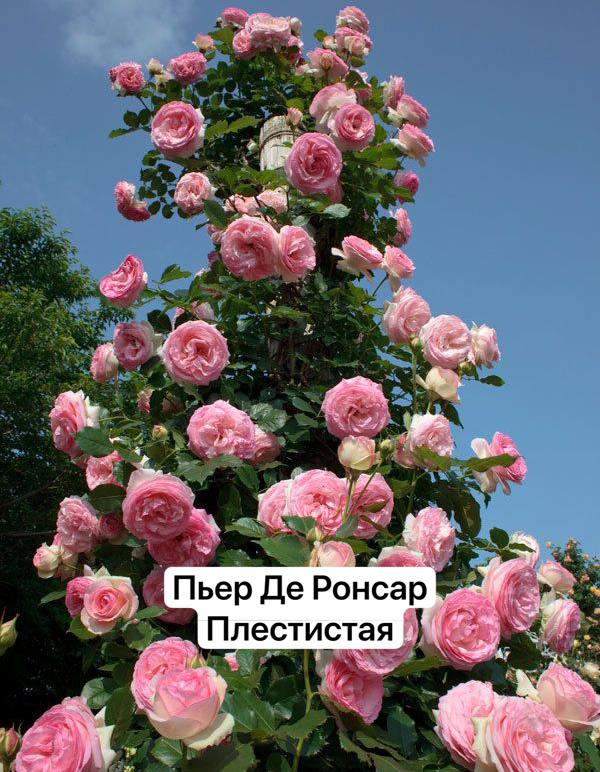Пьер де Ронсар