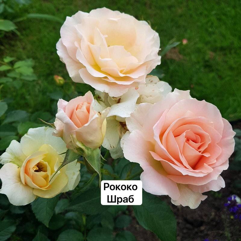 Рококо