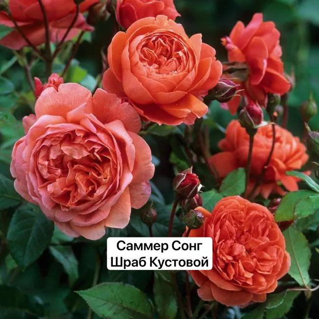 Саммер Сонг