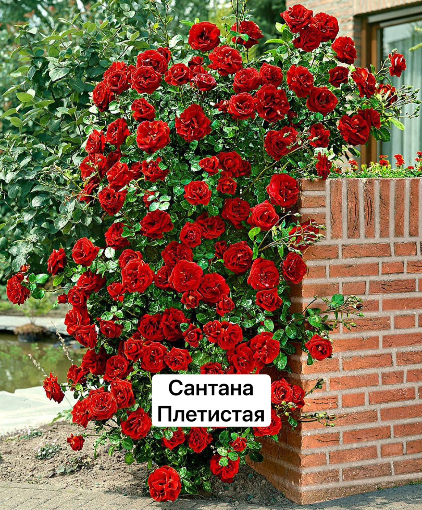 Сантана