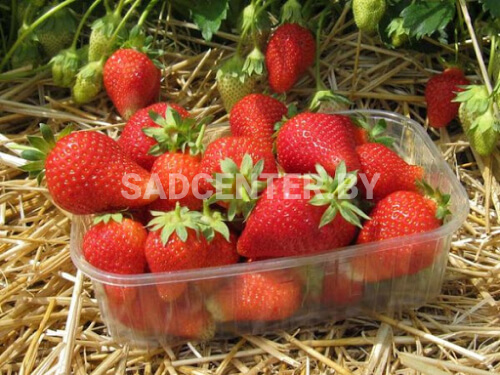 Клубника 'Альба'