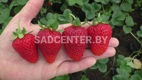 Клубника 'Альбион'