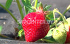 Клубника 'Хоней'