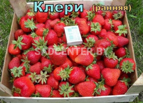 Клубника 'Клери'