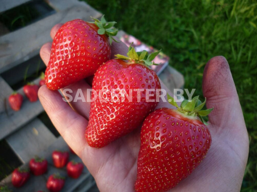 Клубника 'Клери'
