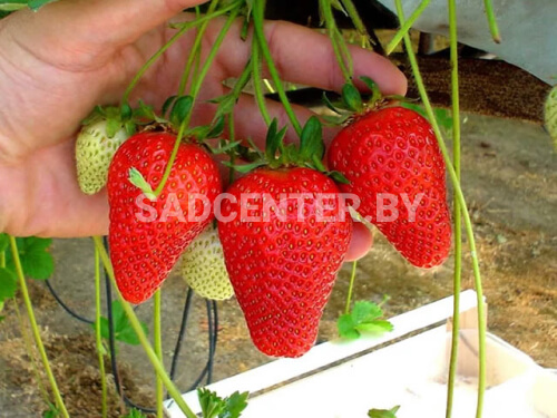 Клубника 'Роксана'